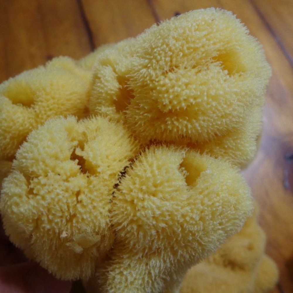 Lot of 2 New! Authentic Natural Select Sponges - Picture 6 of 8